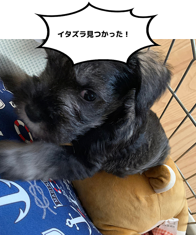 ロッシの投稿
