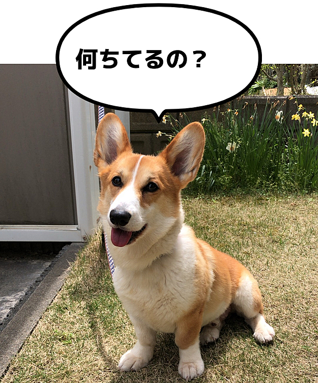 お散歩後は少し日向ぼっこ😃
観葉植物の植え替えしてる間、こんな顔で見てました😃外だと終始笑顔😍