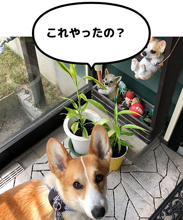 2つ植え替えました😃
後でまたキッチンに戻します😃
植物も日向ぼっこ😃
え?まあるもまだ外に居たいって?笑笑