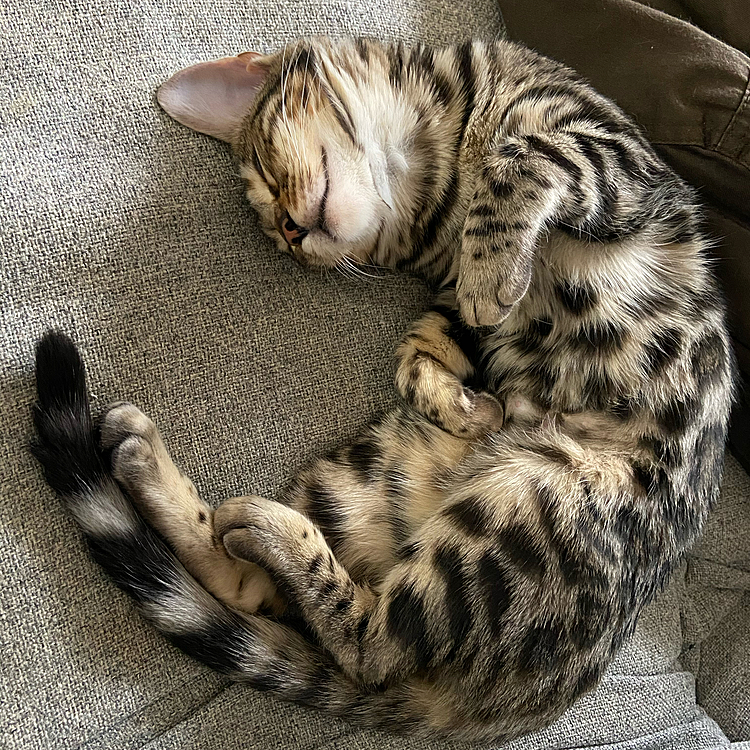 ねこ