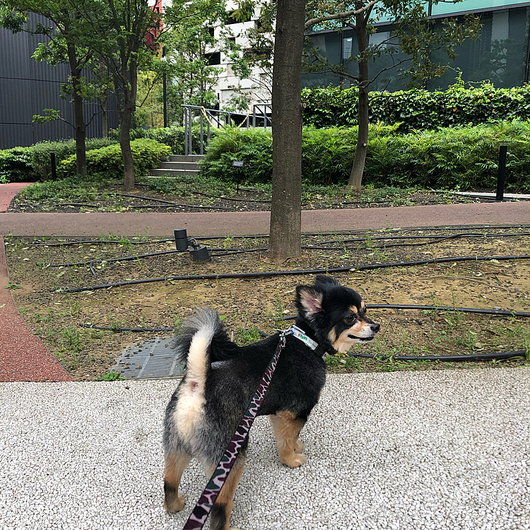 ショートコースで行きました🐾

お友達にも会いましたが相変わらずしっぽも振ってました😊
柴ちゃんにも会いましたがじ〜っと見てました💡

よかったよかった🌟
ご挨拶やおいかけっこはまだ先になりそうですが
回復傾向🐯🌟

