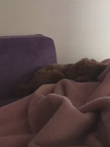 帰宅してからはスヤスヤおねんね😪💤
そして何だか尻尾フリフリ👀
🐶アルアルなのかもしれませんが、ハッピーは初めて❣️
少し暗いですが何とか撮影も成功、尻尾の動きと音楽がなぜかマッチしていて笑いが止まりません🤣