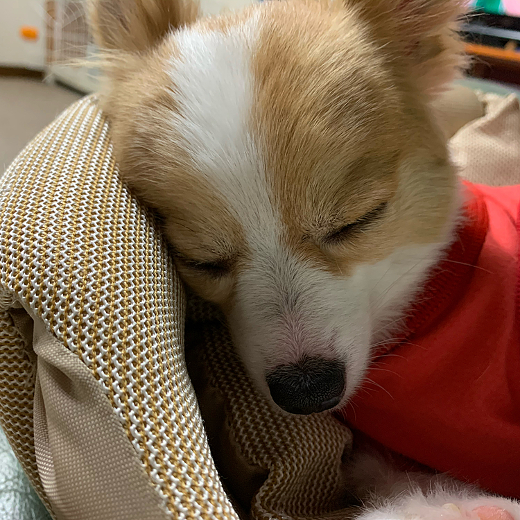 ただ今お眠ちゅう。