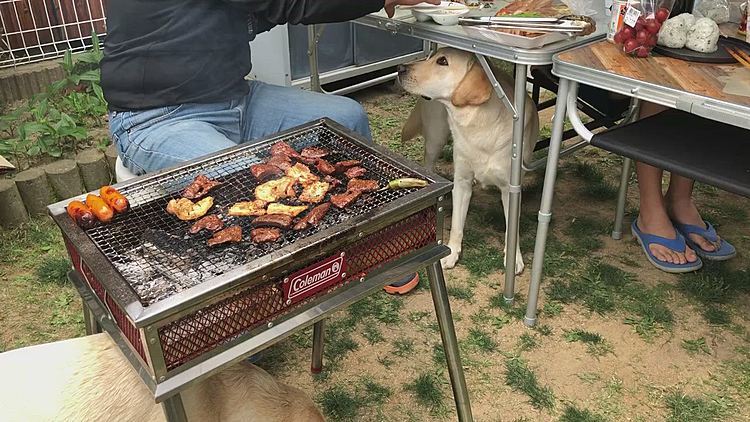 ワイワイガヤガヤ😄
美味しいお肉や野菜を食べて、ボール投げも楽しんで… お腹いっぱい満足なご様子で、しっかり夕寝してくれました🐶🐶🐶💤

緊急事態宣言解除で、ようやく先が少し明るくなりましたね😊
子どもたちの学校も再開に向けての準備が始まりました🏫
ドッグラン施設も、そろそろ閉鎖解除してくれるかな🤔❓