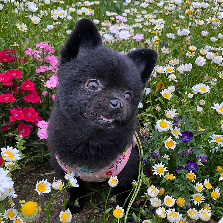 お花がいい匂いなのか舐めまくってました😅