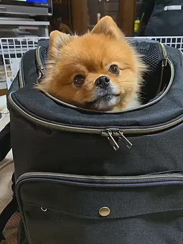 おやつに釣られて、大人しくしてるけど
この後飛び出してきたよね〜🤣