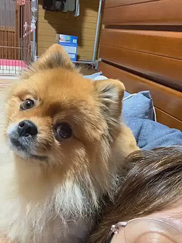 今日は、注射💉を打ったから暴れないように
ママはボールを全部隠しましたよ😆
おもちゃが無いので、ウロウロしてたけど…
ママが使ってるクッションに無理矢理乗って来て寛いでました🤣