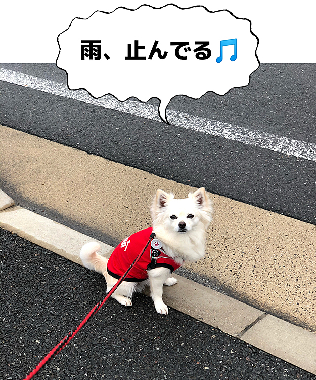 おはようございます☁️
小雪地方は雨予報やったけど、止んでます🎵
小雪と朝ん歩へGO💨