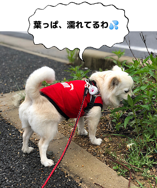 そりゃ、雨上がりやねんもん
葉っぱひ濡れてるよ〜💦
斬り込み隊長、あんまり突っ込んだら
お顔ピチャピチャなるで〜🤣