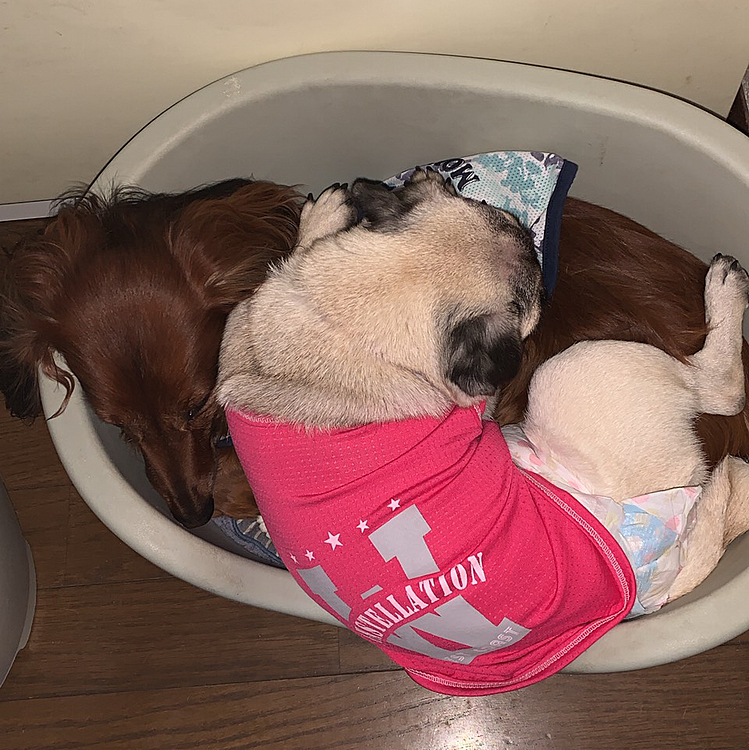 実家のミニチュアダックスの空とリボンかさなってお昼寝😴
とても仲良し💕