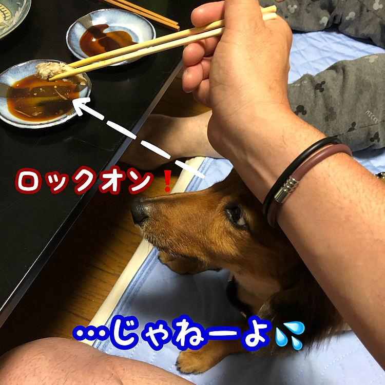手首の下から頭で突き上げてオネダリ要求しております(￣▽￣;)
コレはアジのなめろうで酢がいっぱいかかってるからダメですヾﾉ´-ω-`)ｱｩﾄｱｩﾄ

ｶﾞ━=͟͟͞͞(Ŏ◊Ŏ ‧̣̥̇)━ﾝ←しょぼくれココ太郎🐶(笑)