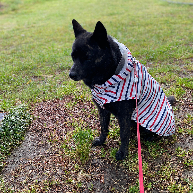 夕方の散歩は、雨の中でした☔️