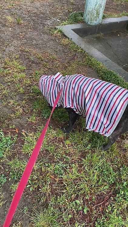 雨の日の散歩中は、何回もフードを直してあげます。下を向かなきゃいいのに🤣