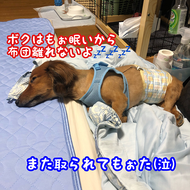 引っ張るのも可哀想に思える位カワイイからなぁ(￣▽￣;)(苦笑)