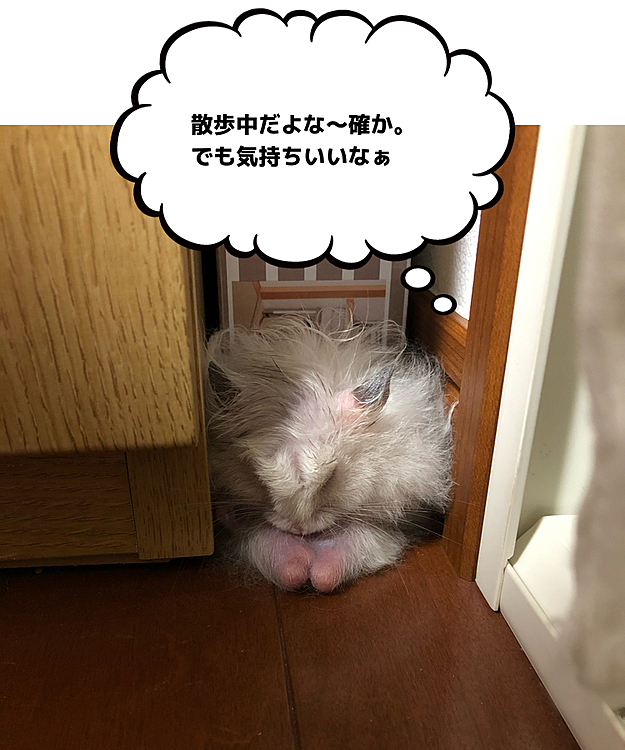 ソムちゃんの投稿