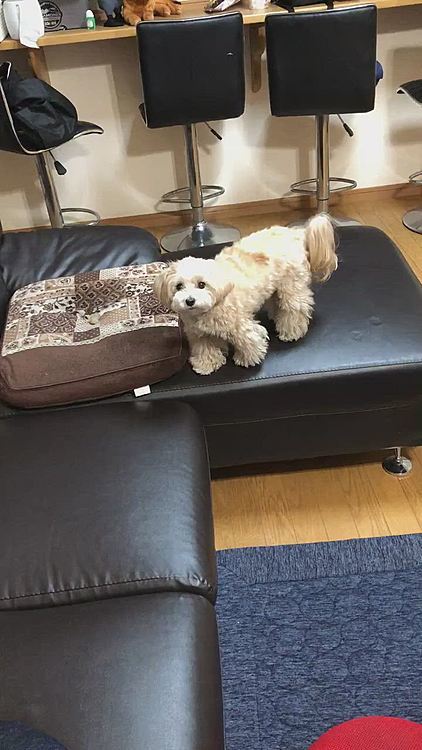 ノリの悪いしゅうはソファの上までしか探そうとしないので、簡単な宝探し😊