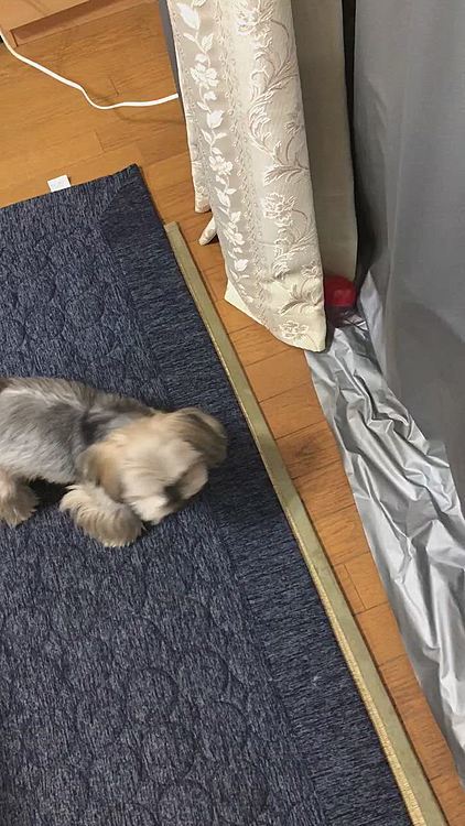 宝物が見つからない銀のために、少しだけお手伝い。
銀ちゃん空けてあげるから、早く持っておいでよ‼️あれーっ、持っていっちゃった😳やはり、宝物は渡せないのね😥