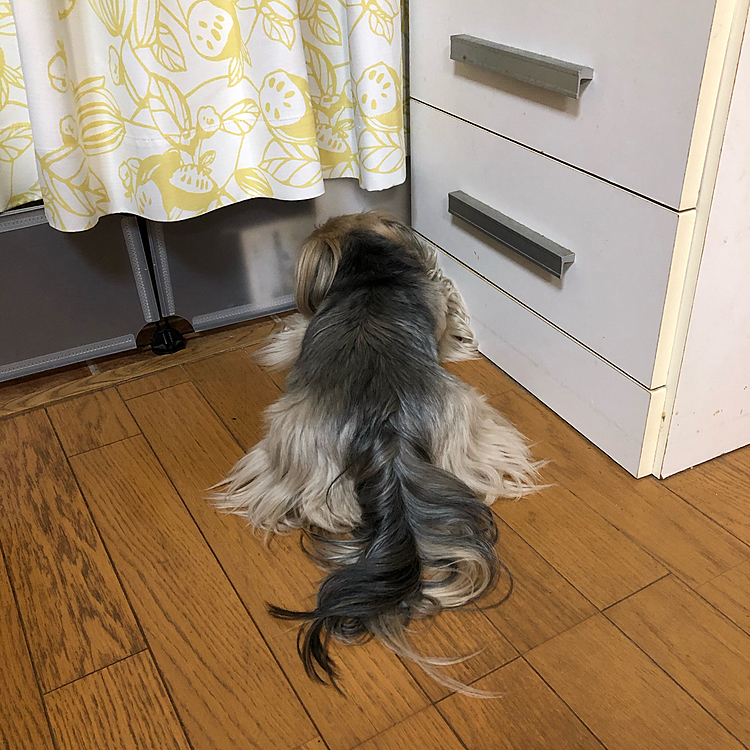 最終的には部屋の隅で隠して遊んでました😆