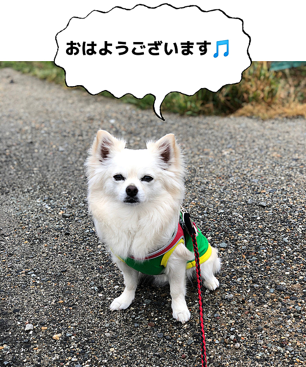 おはようございます☁️
雨は止んでたので、小雪は朝ん歩へGO💨
ラブくん(ダックス)に会って〜💕
その後にポンちゃん(チワワ)にも会ったね〜💕