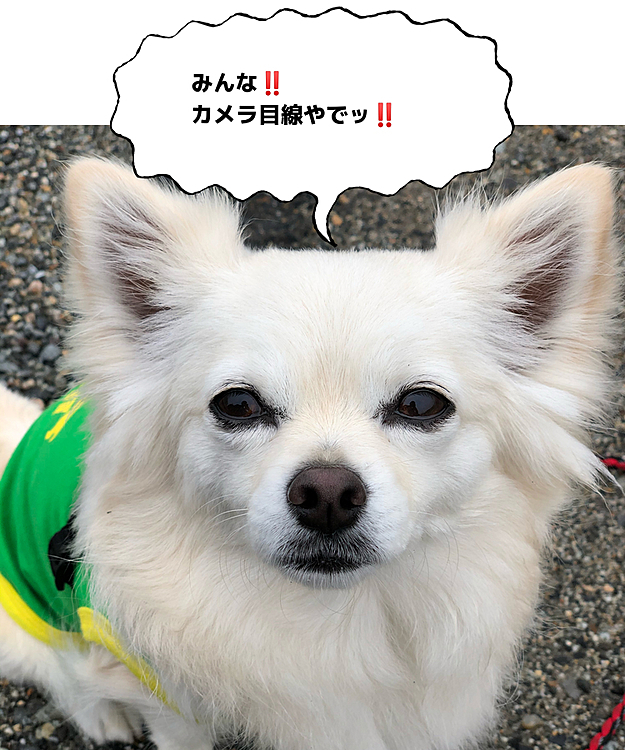 小雪よ…
みんな、カメラ目線📸あんまりしないみたいよ❓
小雪は思いっきりこっち見るよね🤣
私にケンカ売ってるのか❓😂