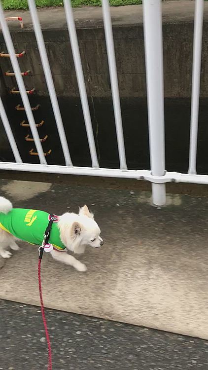 ちょっと小走りしてみたね〜🐾👣
間違えて大きい方のハーネスで来たから
ズレてしゃーないなぁ🤣