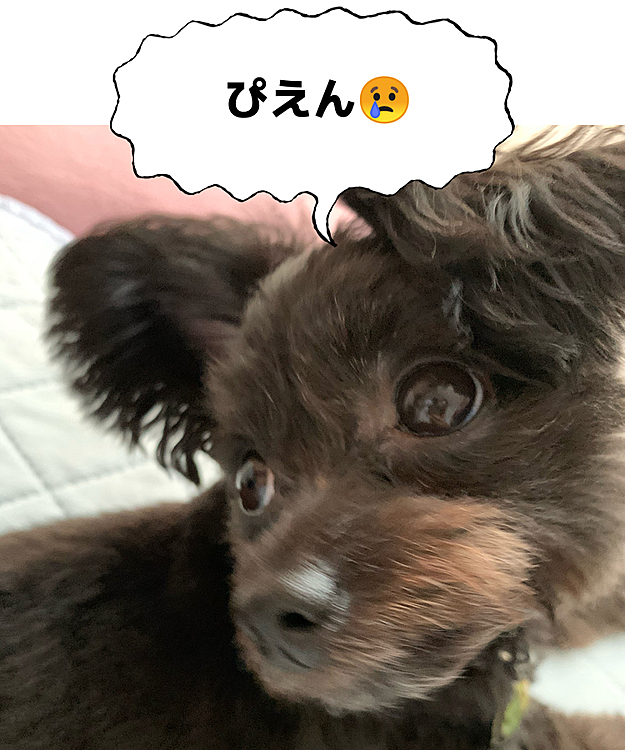 行って来ました❗️狂犬病とフェラリア。
ハピさんの心は粉々です💦
キュンキュン泣かないハピさんがめちゃくちゃキュンキュン泣いてしょんぼりです。
頑張ったね❗️しかし、時差が気になりましたよ❓狂犬病の注射💉後20秒くらいしてからキュンキュンしてプチパニック…空白の20秒は何かしら🤔
現在、そこそこ暑いけどぴったりくっついてお昼寝中