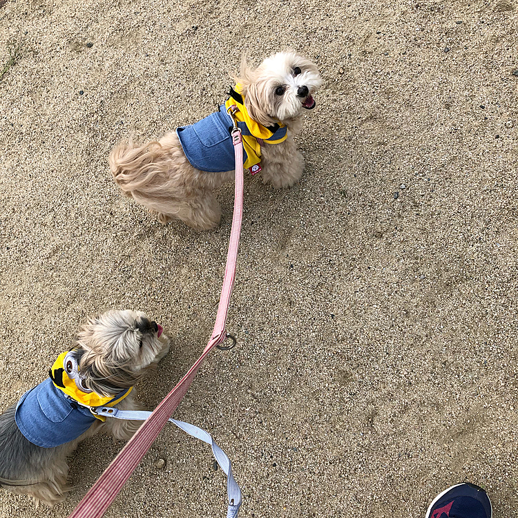 公園に散歩に行ってきました🐕
アイコンタクト大好き😘なしゅう。
好き勝手に歩く銀🤣