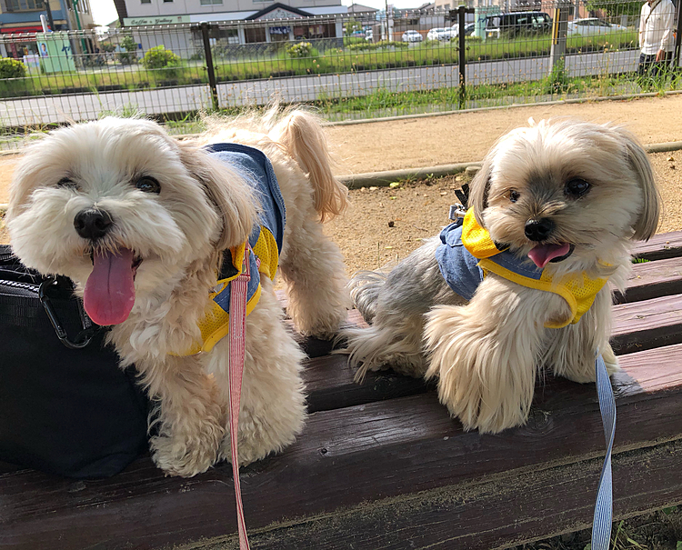 オヤツを貰うためにご機嫌な笑顔を見せる🐶🐶