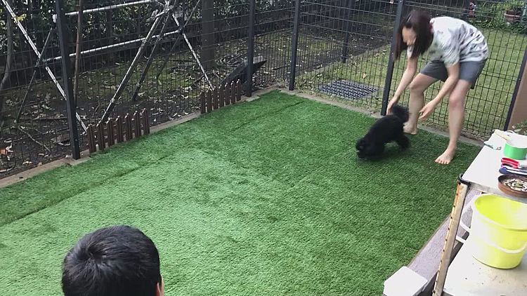 こんなに綺麗にラナのお家ドッグラン🌀 出来ました❣️
ラナ大喜び😍