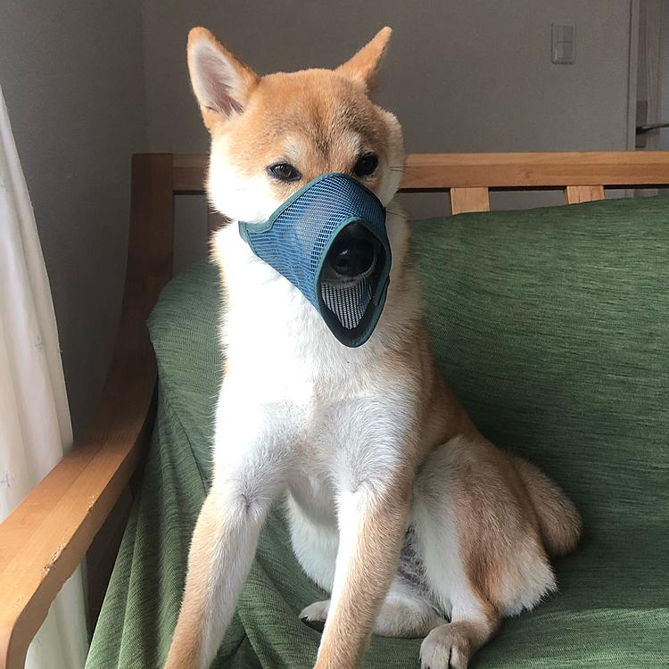 🛀シャワー🚿が嫌いだからママとパパを噛んじゃうから、パパとママが、こんなのを買った〜🙁　
　
(ママ)シャワー中🚿自分でとっちゃったけどな〜😱