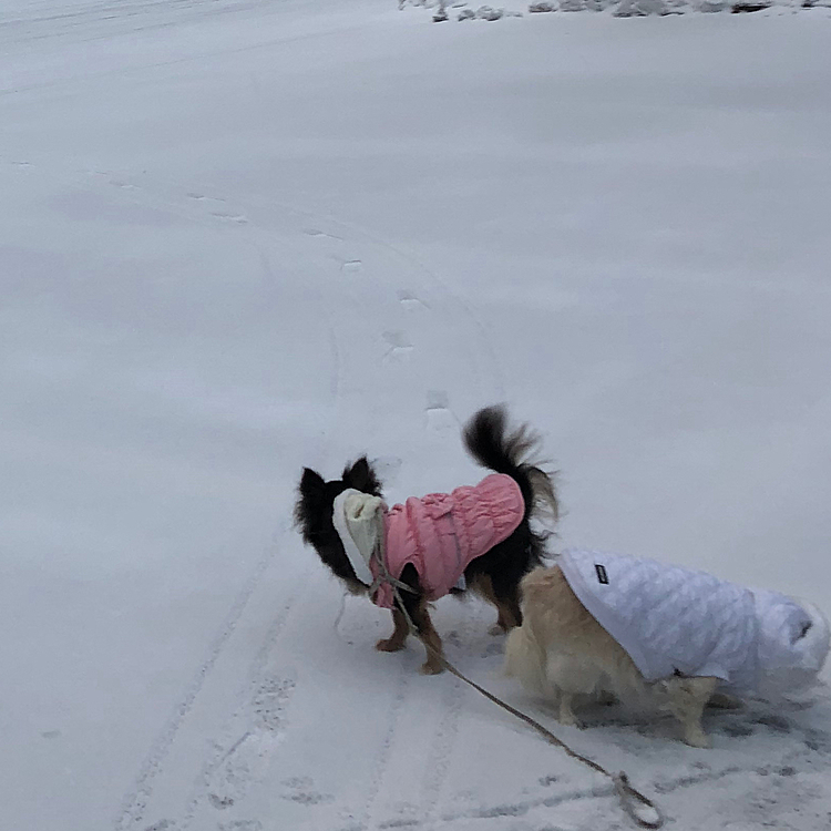 雪の中をお散歩してきたよ^ - ^