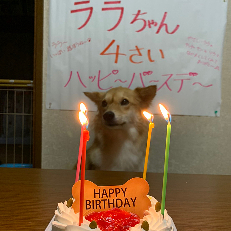 今日は、ララの４歳のお誕生日🎂
保護犬のせいか、かなりのビビリちゃんだけど
みんなに優しいララ❣️ソラ、サンとも仲良く楽しい毎日🎶これからもよろしくね〜😉💕
ララ、４歳のお誕生日おめでとう🎉
