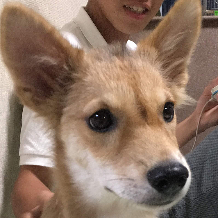 我が家に来た頃のララ🤗生後４か月🐶
まだ幼いララ❣️