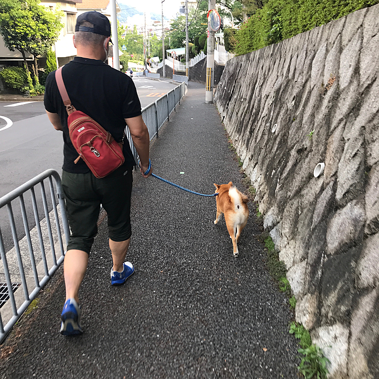 かめだもです。
今日はお父さん、お母さんが夕散歩に連れていってくれた。行くまでぐずっちゃったけど、家を出たら、先頭きって歩いたぞー！