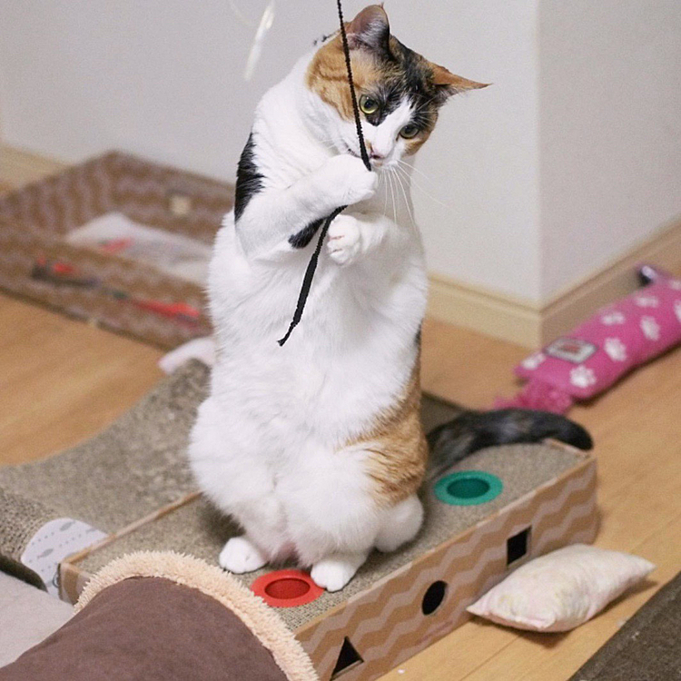 ガッチリにゃ