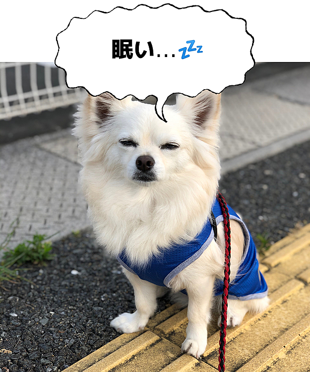 おはようございます☀️
小雪はまだ眠いらしいです💤
シャキッとしてよ〜🤣