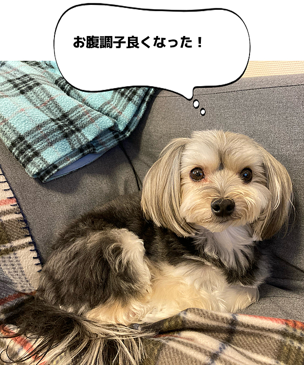 一昨日からお腹キュルキュル、お便秘でしたが、5/18（月）朝、めでたく解消しました。