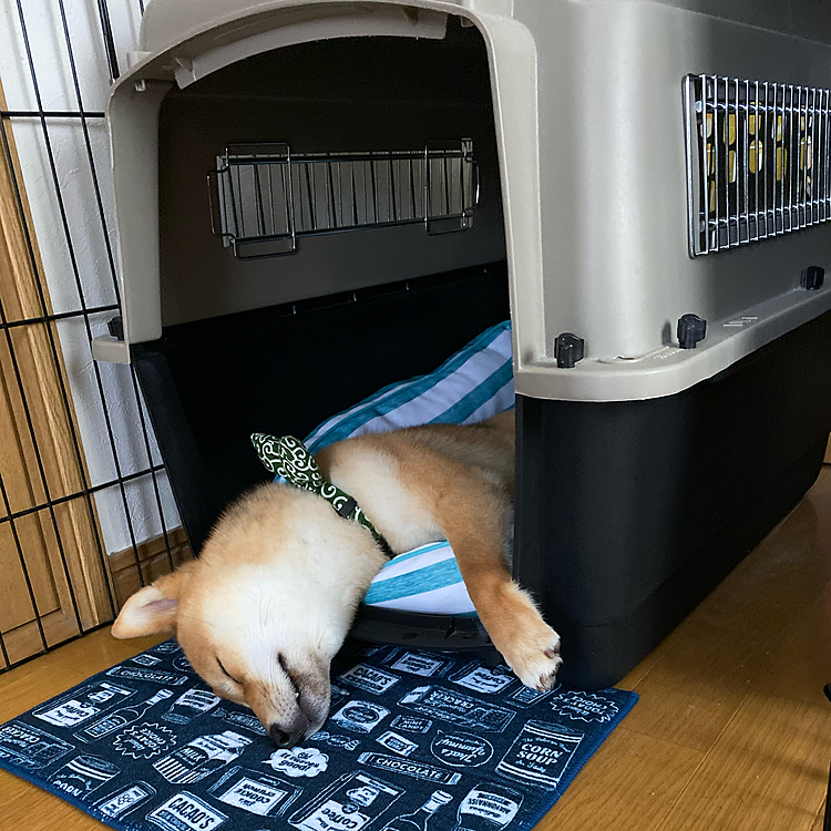 最近の櫂の寝相が。。。😅
暑いのか、頭を出して寝ています🤣
