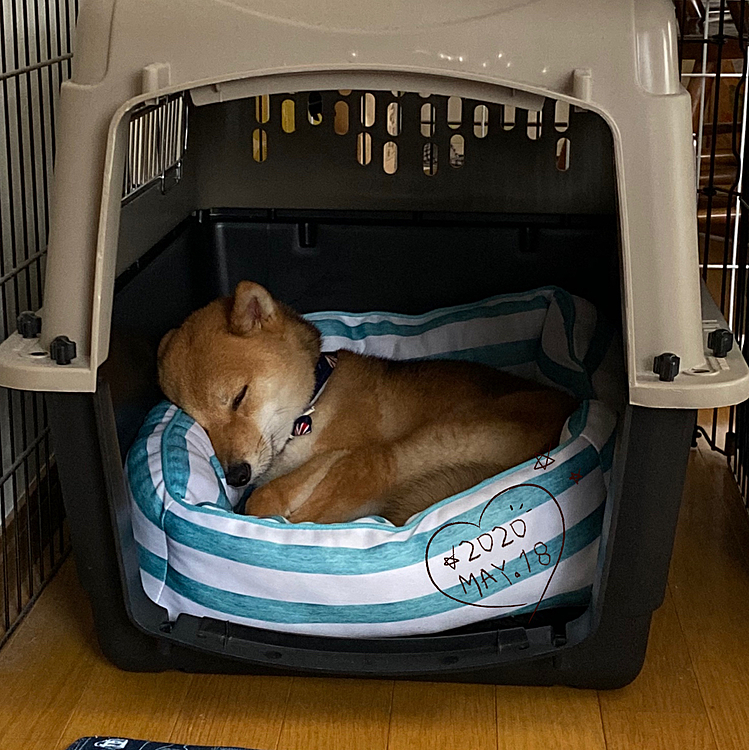 今朝のお散歩の後、ごはんを食べてからはすっぽりおさまって寝てました😴