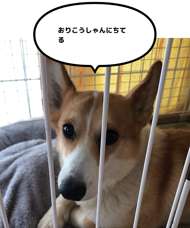 これから約7時間のお留守番😃
おとーさんが帰るまで寝て待つのね😊