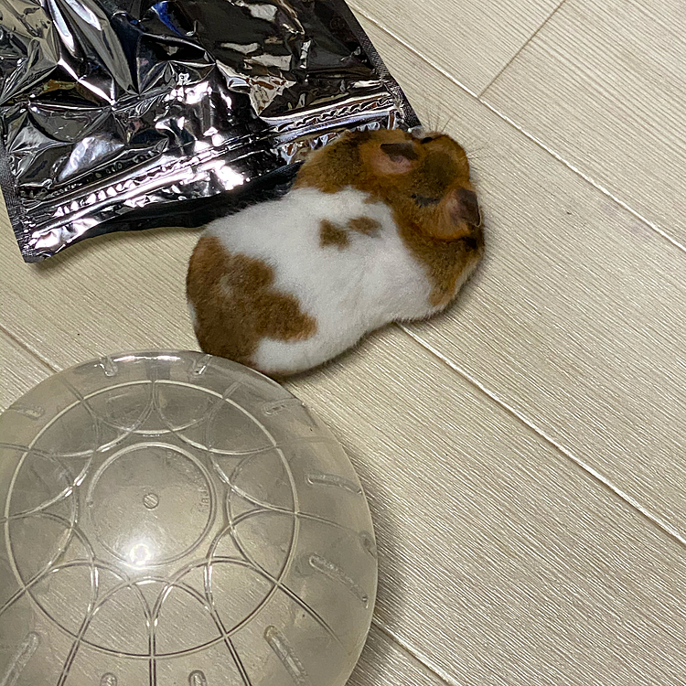 パンパンじゃん。