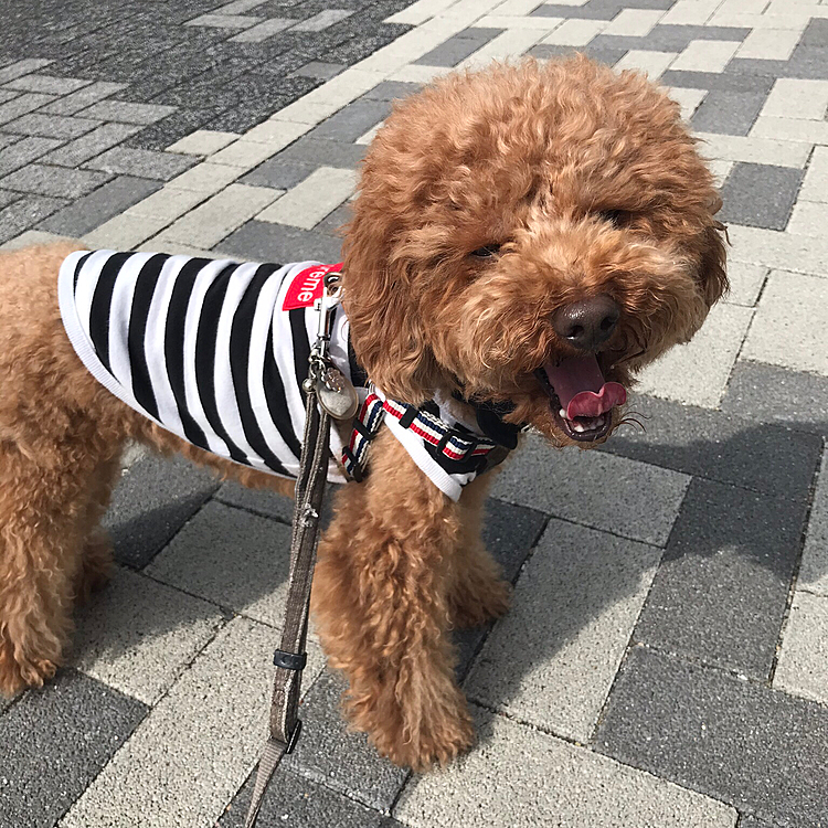 今日は夕方から雨予報なので朝散歩です🐾
余裕な表情であくびしていますが、帰ったらママシャンしますよ🧴