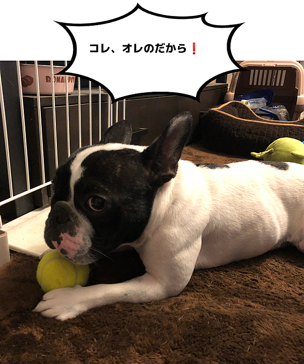 実はこれ、新しい🎾を守ってます😅
馴染んだボールを守ることはないのですが、新しいボールを出すと必ず守って、近づくとガルガルします🤣
自己所有欲が強いようです😆