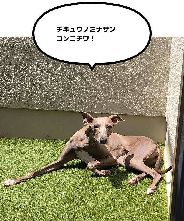 ある日ベランダに落ちていた生命体は…