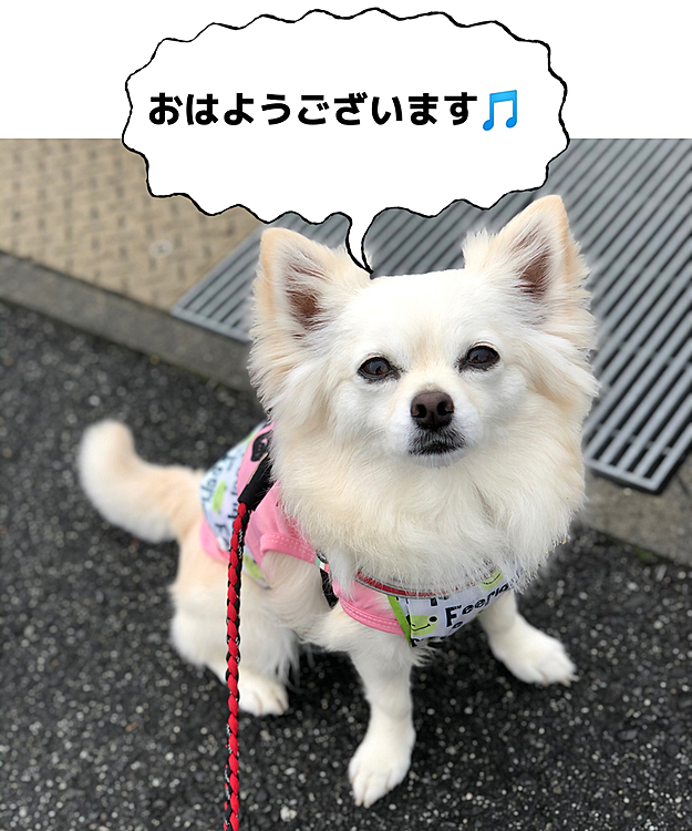 おはようございます😄
雨上がりで地面が濡れてたので
エプロン着けてお散歩へ行ってきました🐾👣