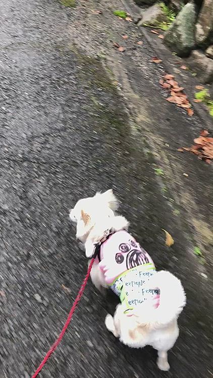 出だしはノロノロ🐾👣
よっぽど地面が濡れてて嫌なようです🤣
