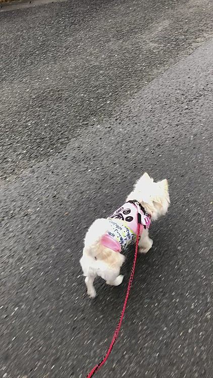 帰りはいつもよりゆっくりやけど
まぁまぁ普通に歩いてました🐾👣
行きと帰りの歩くペースがぜんぜん違い過ぎな小雪です🤣🐶