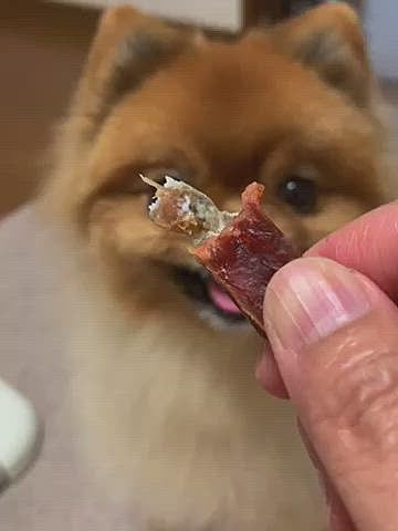 硬くてめっちゃクッサイけど、ルルちゃんには最高に美味しいようで、グイグイ引っ張るので、手に持ってたルルママの手もクッサイ🤣