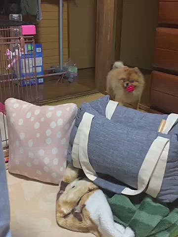夕方は雨ばパラパラしてたので、お散歩はお休みです😅
夜は、パパと遊んでますが…
陣取りゲームですか🤣