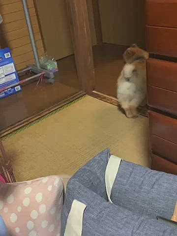 パパと沢山遊んだルルちゃん、すっかりオネムになりました😊